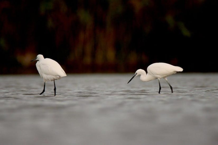 michigan waterfowl hunting guide