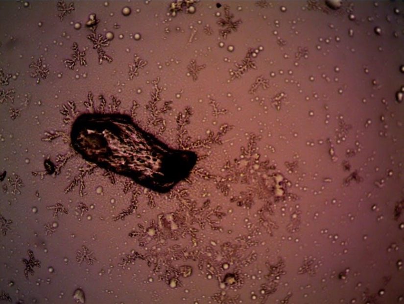 brock’s biology of microorganisms pdf