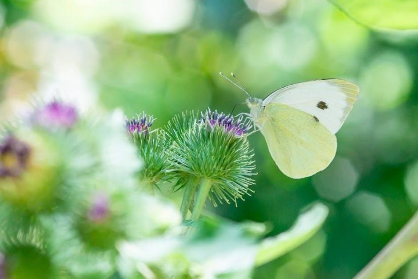 butterfly garden instructions